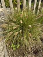 Lampenpoetsers grassen grote planten, Tuin en Terras, Planten | Tuinplanten, Ophalen