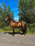 Knappe 9 jarige merrie!, Dieren en Toebehoren, Paarden, Niet van toepassing, 7 tot 10 jaar, 160 tot 165 cm, Merrie