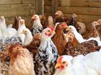 Prachtige, raszuivere cochin krielen!, Dieren en Toebehoren, Pluimvee, Meerdere dieren, Kip