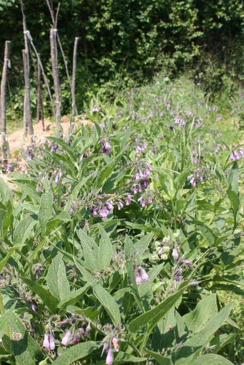 Russische smeerwortel, Jardin & Terrasse, Plantes | Jardin, Plante fixe, Autres espèces, Mi-ombre, Été, Enlèvement ou Envoi