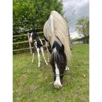 Bont Homozygoot hengstveulen, Animaux & Accessoires, Chevaux, Jument