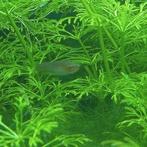 Aquariumvissen, Enlèvement, Comme neuf