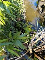 Vijverplanten gratis, Tuin en Terras, Planten | Tuinplanten, Ophalen, Vijverplanten