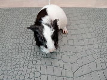 Cavia ( zuigje) laatste van nest 
