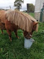 Twee mini ponys te koop, Dieren en Toebehoren, Merrie, Gechipt