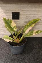 Philodendron-ring van vuurcentrale, Huis en Inrichting, Kamerplanten, Ophalen