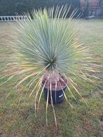 Yucca Rostrata stamhoogte 22 cm winterhard, Ophalen