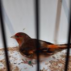 Bastaard distelvinken, Dieren en Toebehoren, Vogels | Kanaries, Bastaard