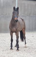 4 jarige prachtige hengst, Dieren en Toebehoren, Paarden, Springpaard, 3 tot 6 jaar, 165 tot 170 cm, Zadelmak