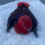 Lief en handtam baby Edelpapegaai popje, Vrouwelijk, Papegaai, Geringd