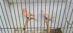 Kanarie, Dieren en Toebehoren, Vogels | Kanaries