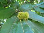 Tamme Kastanjeboom (Castanea sativa), Ophalen, Zomer, Halfschaduw