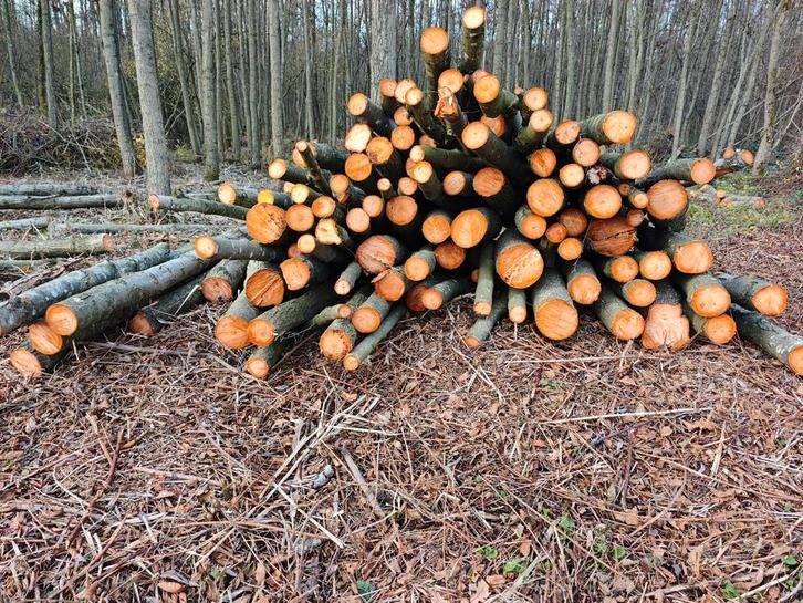 Brandhout Els vers gekapt, Tuin en Terras, Brandhout, Ophalen