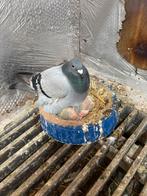 Jonge postduiven lees de omschrijving, Dieren en Toebehoren