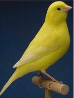 Zoek: 1 a 2 geel ivoor intensief pop 2024-2025, Dieren en Toebehoren, Vogels | Kanaries