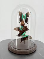 Glazen stolp met Papilio Ulysses-vlinders