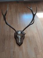 Corne, Antiquités & Art, Enlèvement