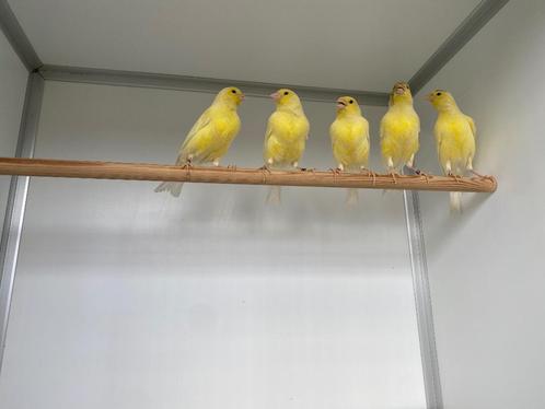 Waterslagers laatste koppel, Dieren en Toebehoren, Vogels | Kanaries