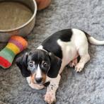 Teckel pupje, Dieren en Toebehoren, België, Fokker | Hobbymatig, Reu, CDV (hondenziekte)