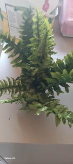 Exo terra boston fern medium, Ophalen of Verzenden, Nieuw, Tak, Plant, Rots of Steen