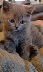 Britse Korthaar Kittens met Stamboom, Dieren en Toebehoren, Katten en Kittens | Raskatten | Korthaar, Meerdere dieren, Gechipt