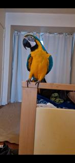 1200, Animaux & Accessoires, Oiseaux | Perruches & Perroquets