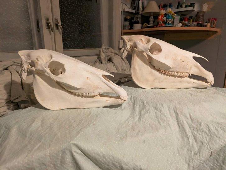 Paardenschedel schedel paard anatomie botten paarden, Collections, Collections Animaux, Utilisé, Crâne, Cheval, Envoi