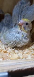 Perruches arc-en-ciel, Animaux & Accessoires