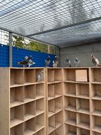 jonge fondduiven, Dieren en Toebehoren, Vogels | Duiven