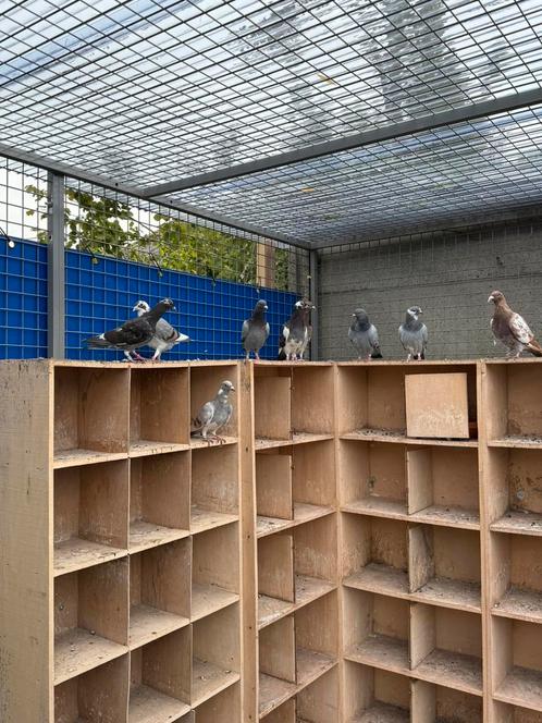 jonge fondduiven, Dieren en Toebehoren, Vogels | Duiven