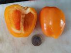 Doe Hill oranje-gele paprika - 5 zaden, Verzenden, Voorjaar, Volle zon, Zaad