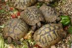 Tortues terrestres grecques, Tortue, 11 ans ou plus