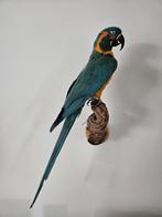 Ara à gorge bleue en peluche rare, Enlèvement ou Envoi, Neuf, Oiseaux, Animal empaillé