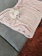 Prachtig mooie kleinblijvend chihuahua teefje  ouders bij.my, Dieren en Toebehoren, België, Particulier, CDV (hondenziekte), 8 tot 15 weken