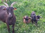 Mamageit met 2 lammetjes, Dieren en Toebehoren, Schapen, Geiten en Varkens, Meerdere dieren, Geit, 3 tot 5 jaar