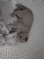 3 Britse korthaar kittens te koop, Meerdere dieren, Gechipt, 0 tot 2 jaar