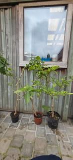 Brugmansia struik en boomvorm, Tuin en Terras, Planten | Tuinplanten, Ophalen