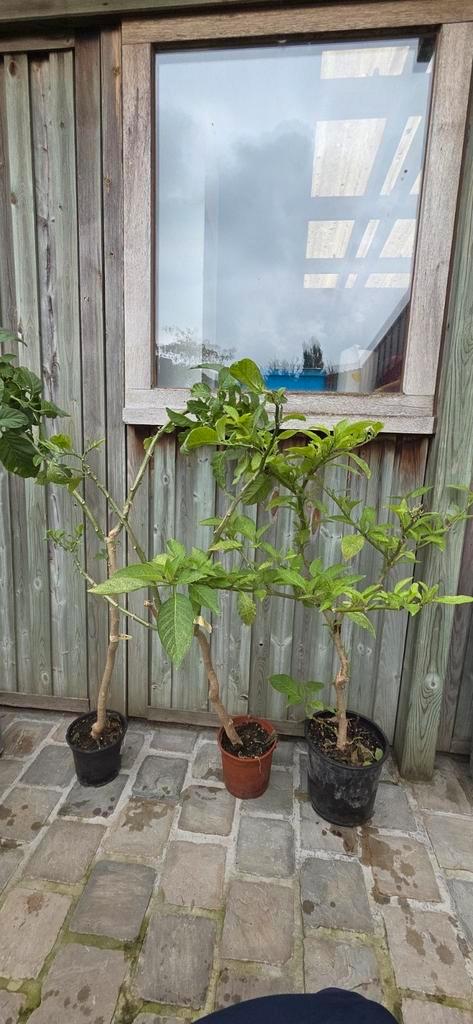 Brugmansia struik en boomvorm, Tuin en Terras, Planten | Tuinplanten, Ophalen