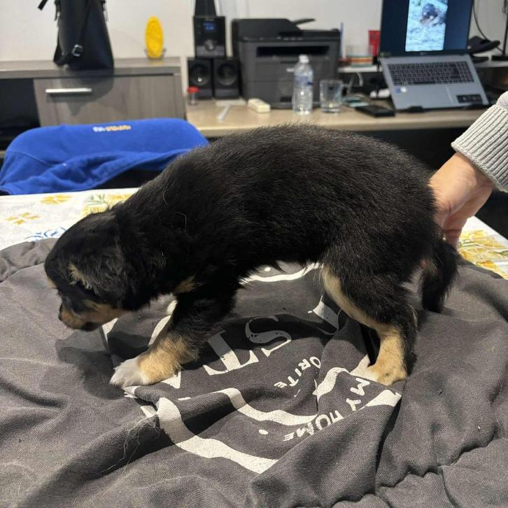 chihuahua pups, Dieren en Toebehoren, Honden | Chihuahua's en Gezelschapshonden, Meerdere dieren, Chihuahua, Fokker | Hobbymatig