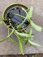 Polygonum amphibium - renouée aquatique, Plein soleil, Plantes de bassin, Été, Plante fixe