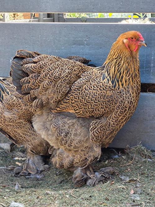 Brahma meerzomig patrijs, Dieren en Toebehoren, Pluimvee