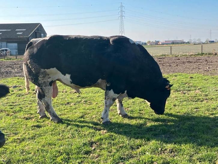 GEZOCHT: dekstier, Dieren en Toebehoren, Runderen
