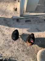 3 poules Araucana pur race et 1 coq Brahma Isabelle à vendre, Dieren en Toebehoren, Pluimvee, Vrouwelijk, Kip
