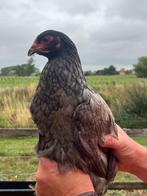 brahma kippen: kip en haan, Dieren en Toebehoren, Meerdere dieren, Kip