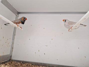 Zebravinken meerdere jonge vogels, Dieren en Toebehoren, Vogels | Overige Vogels, Meerdere dieren, Tropenvogel, Geringd