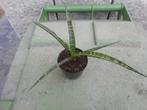 planten, Overige soorten, Vaste plant, Ophalen of Verzenden, Halfschaduw
