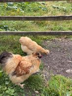 Prachtige zijdehoen haan te koop, Dieren en Toebehoren, Mannelijk, Kip