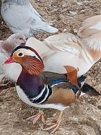 Mandarijneenden - wildkleur - haantjes, Dieren en Toebehoren, Meerdere dieren, Eend