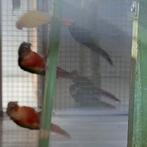 Pyrrhura opaline rood en pineapple rood + jongen, Dieren en Toebehoren, Meerdere dieren, Parkiet, Geringd