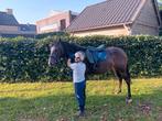 Super leuke pony, Dieren en Toebehoren, Zadelmak